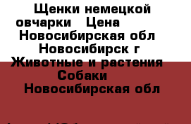 Щенки немецкой овчарки › Цена ­ 5 000 - Новосибирская обл., Новосибирск г. Животные и растения » Собаки   . Новосибирская обл.
